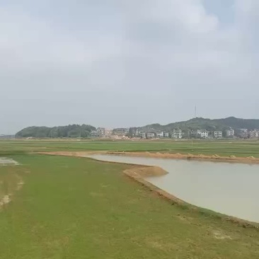 高标准水稻田地出租水源好路好