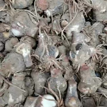 长期大量蜘蛛兰种球批发
