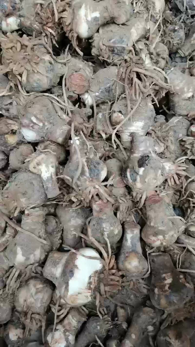 长期大量蜘蛛兰种球批发
