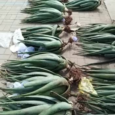 10年以上芦荟可美容可食用
