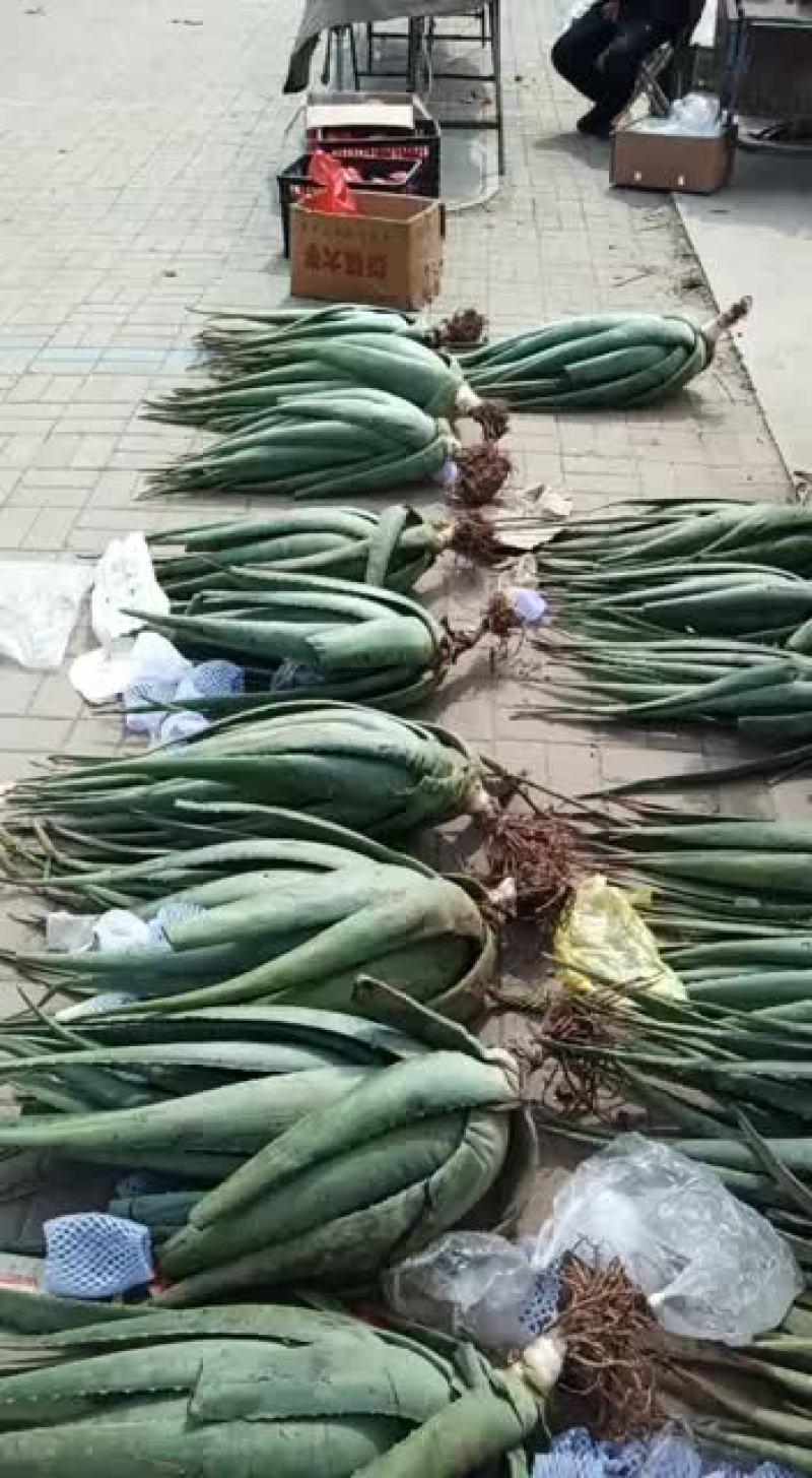 10年以上芦荟可美容可食用