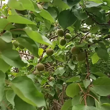 杏树苗，小苗，大苗，袋苗，裸根苗