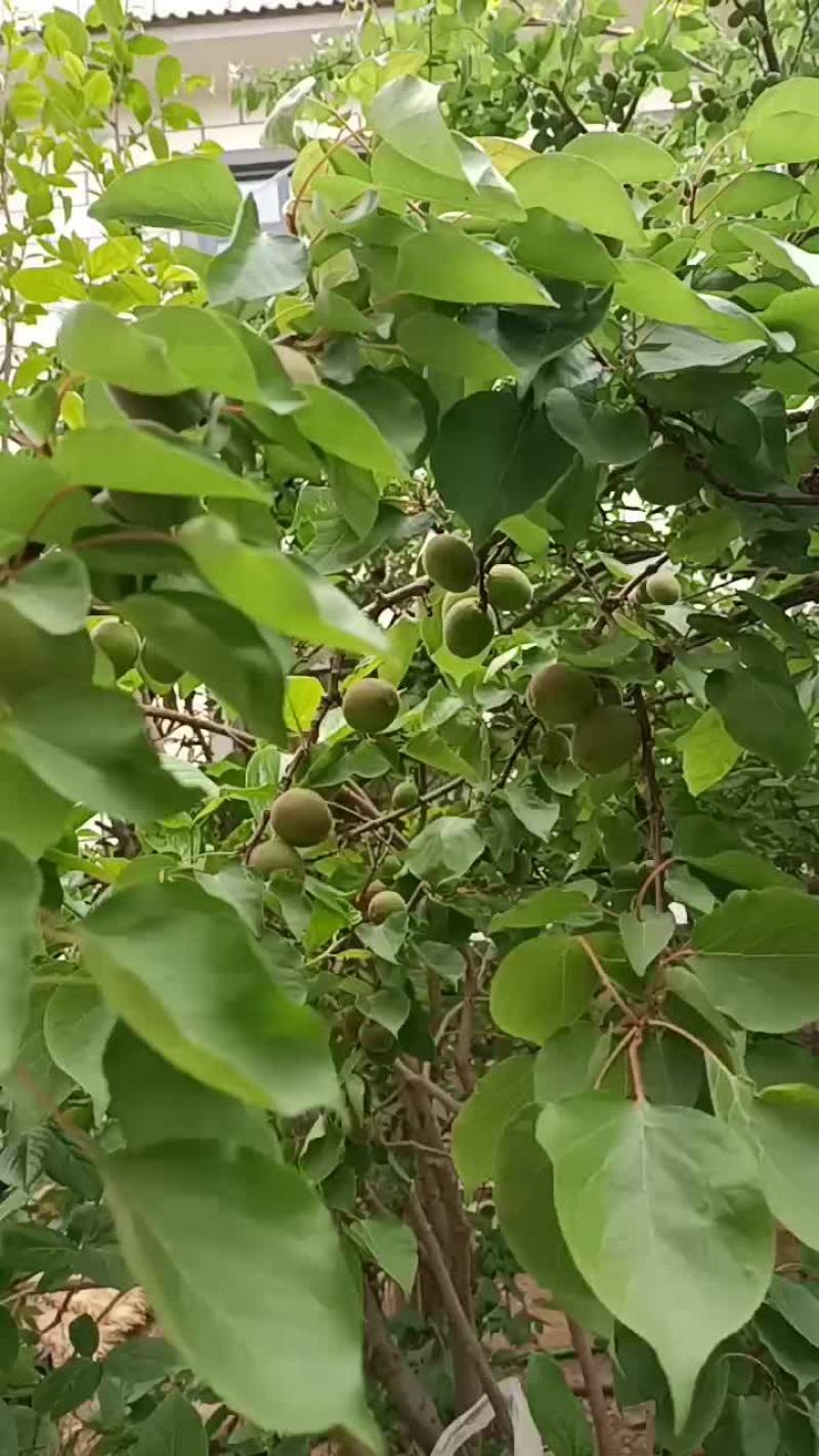 杏树苗，小苗，大苗，袋苗，裸根苗