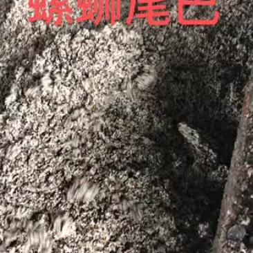 螺蛳尾巴，全年供应，自家工厂