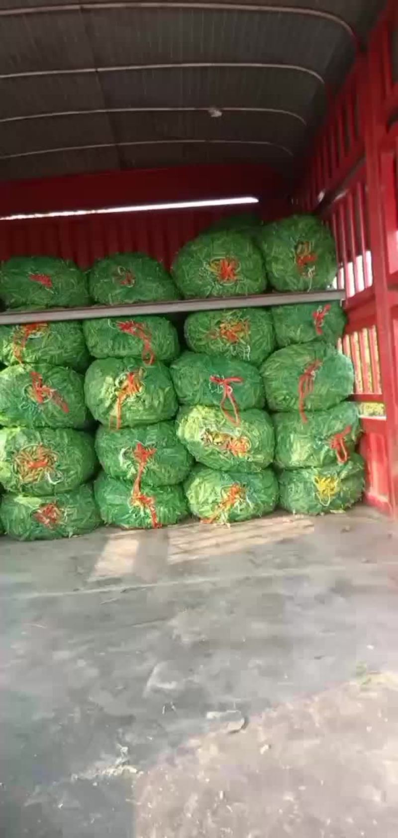 四川大白胡豆大量上市价格优惠