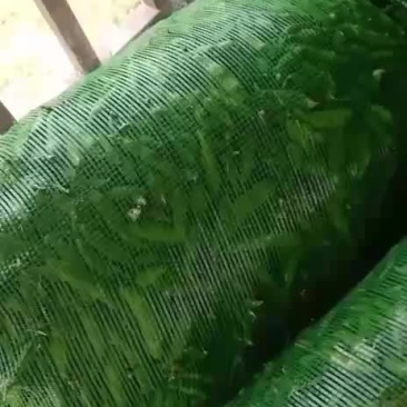 四川大白胡豆大量上市价格优惠