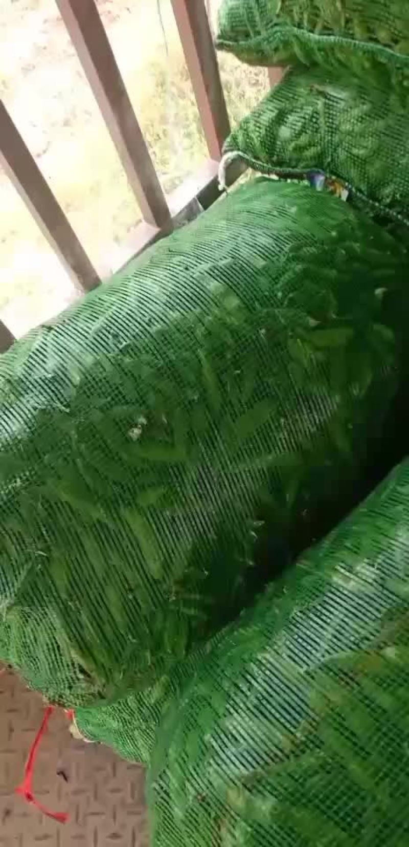 四川大白胡豆大量上市价格优惠