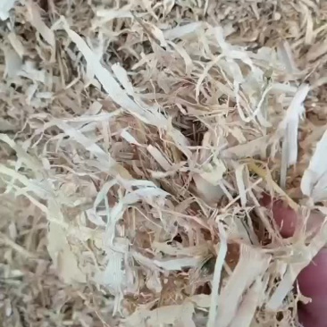过筛除尘揉丝玉米秸秆