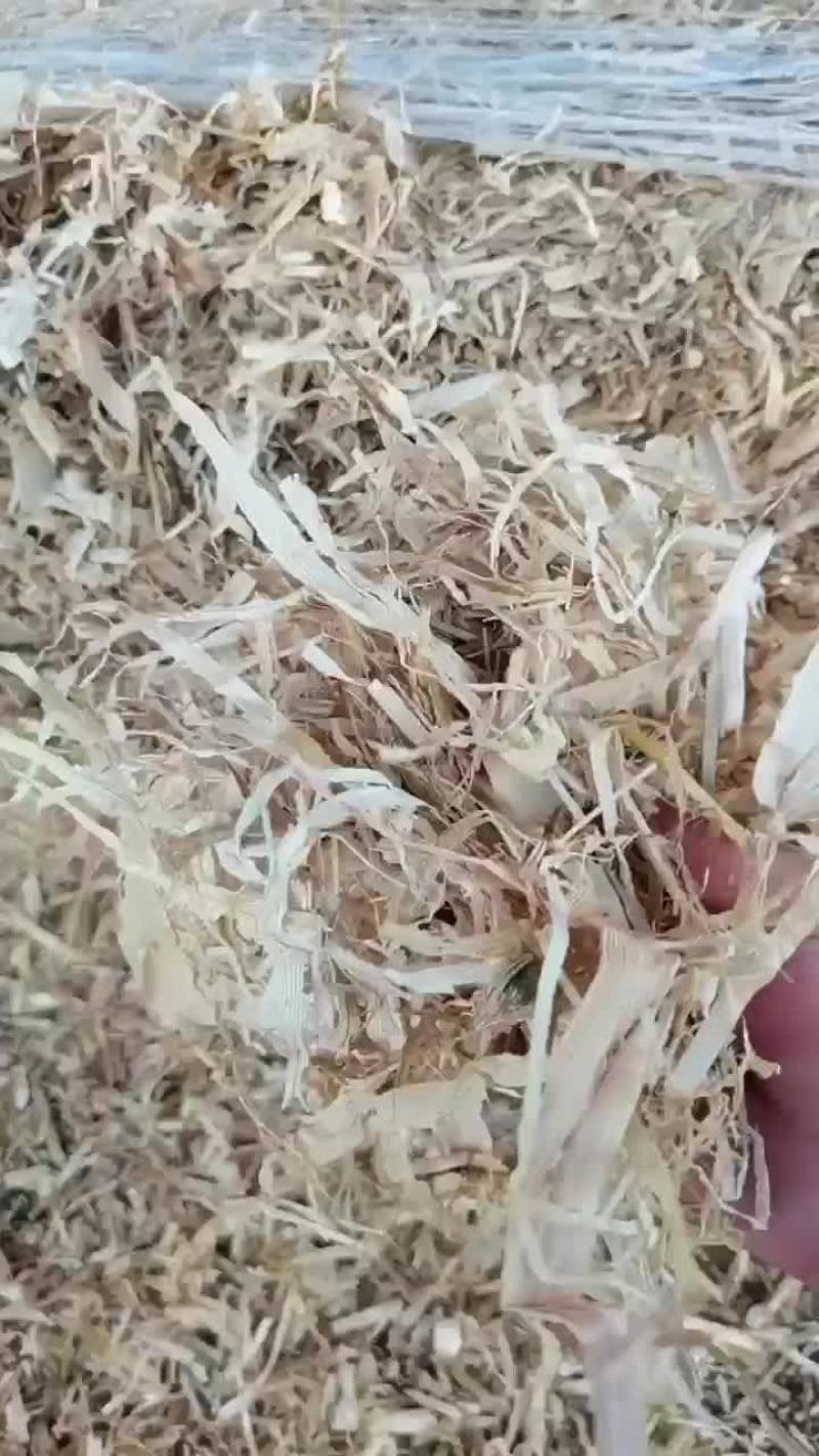 过筛除尘揉丝玉米秸秆