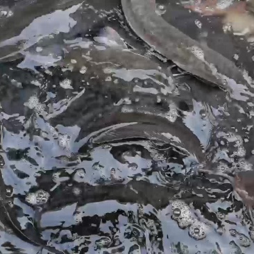 八胡鲶胡子鯰3斤以上