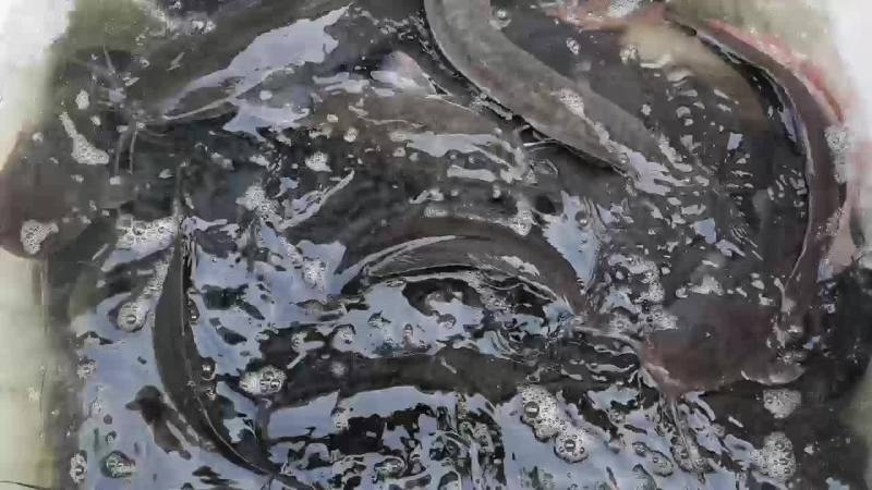 八胡鲶胡子鯰3斤以上