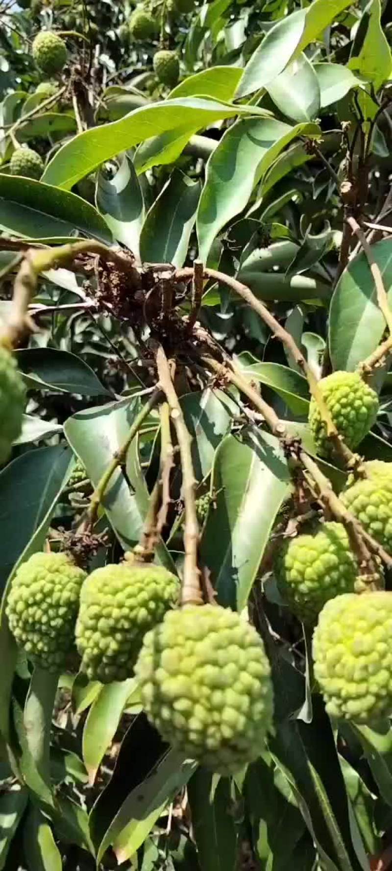 广东茂名电白荔枝龙眼代办