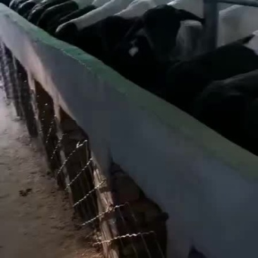 黑头杜波绵羊，出售中，要的联系