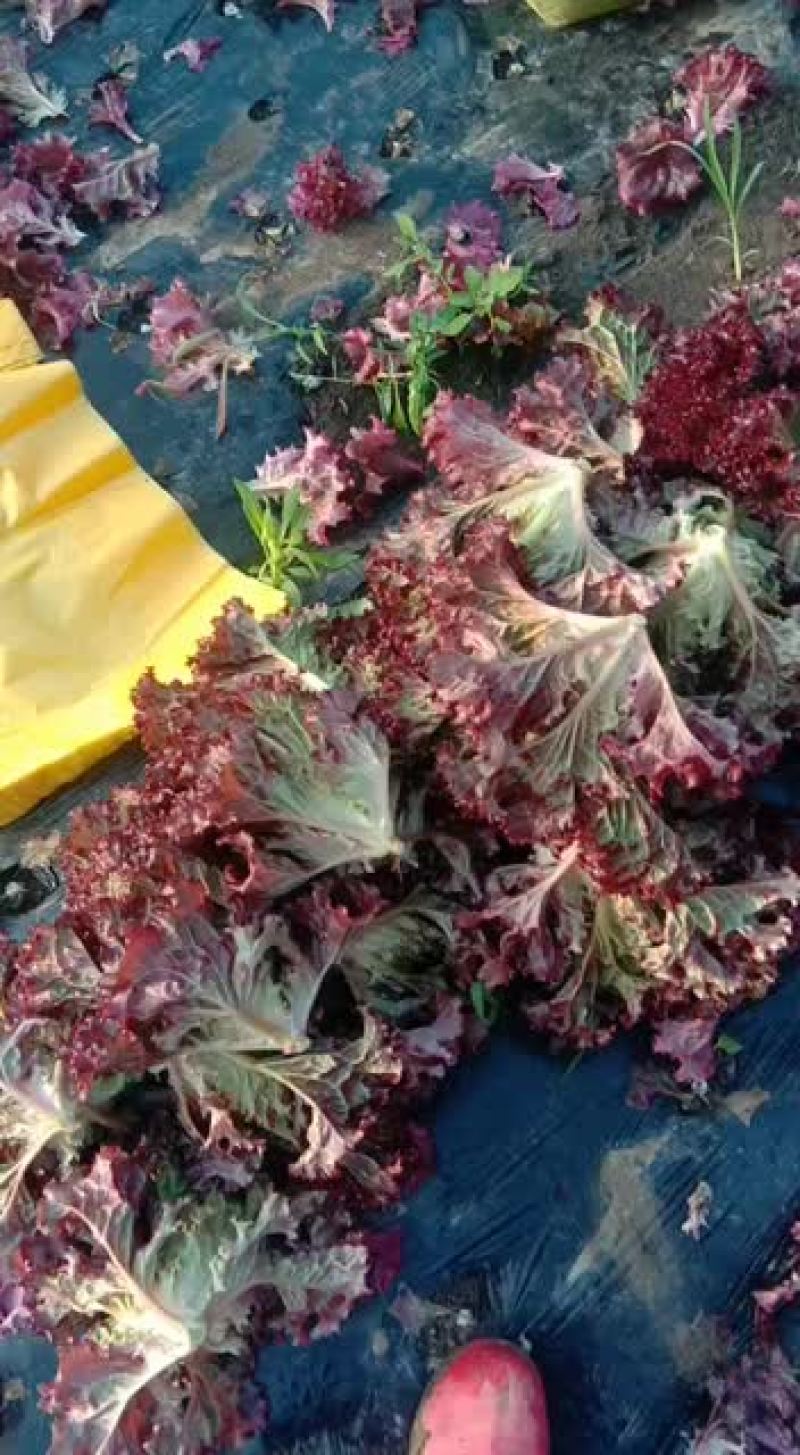 沈阳地产紫叶生菜(红叶生菜)