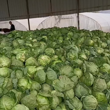 陕西优质甘兰大量上市