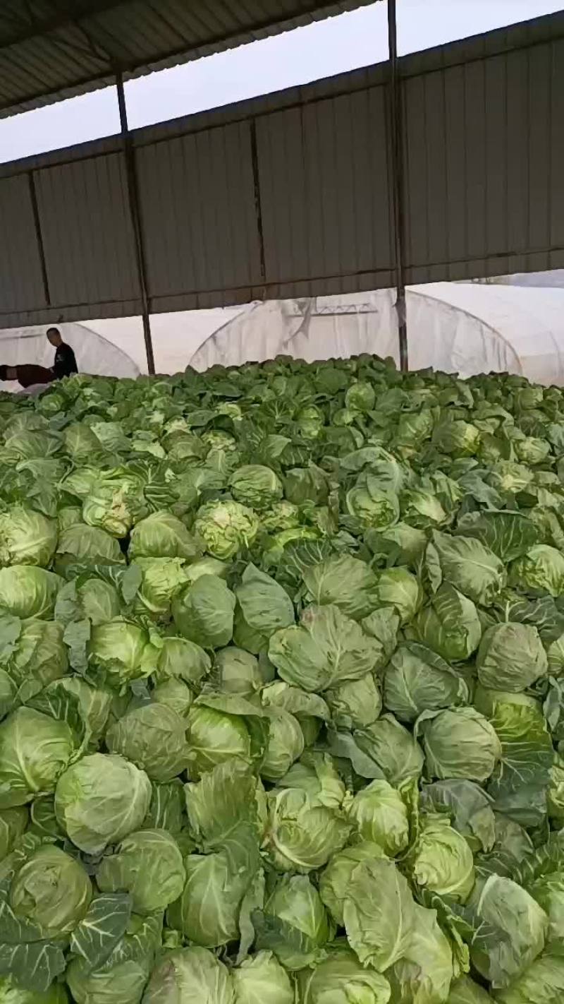 陕西优质甘兰大量上市