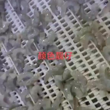 单冻青虾仁，现剥虾仁速冻，鲜冻水产品，常年供货