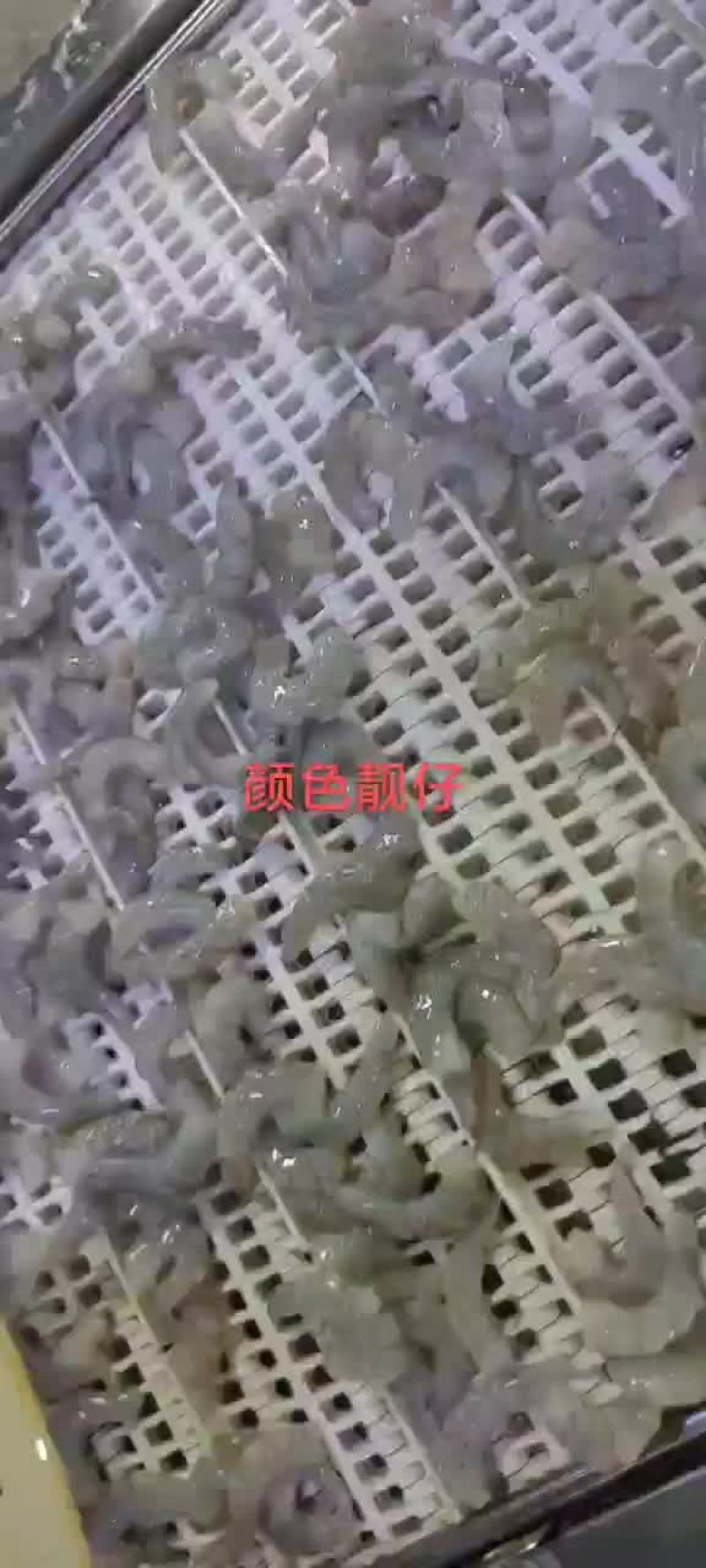 单冻青虾仁，现剥虾仁速冻，鲜冻水产品，常年供货