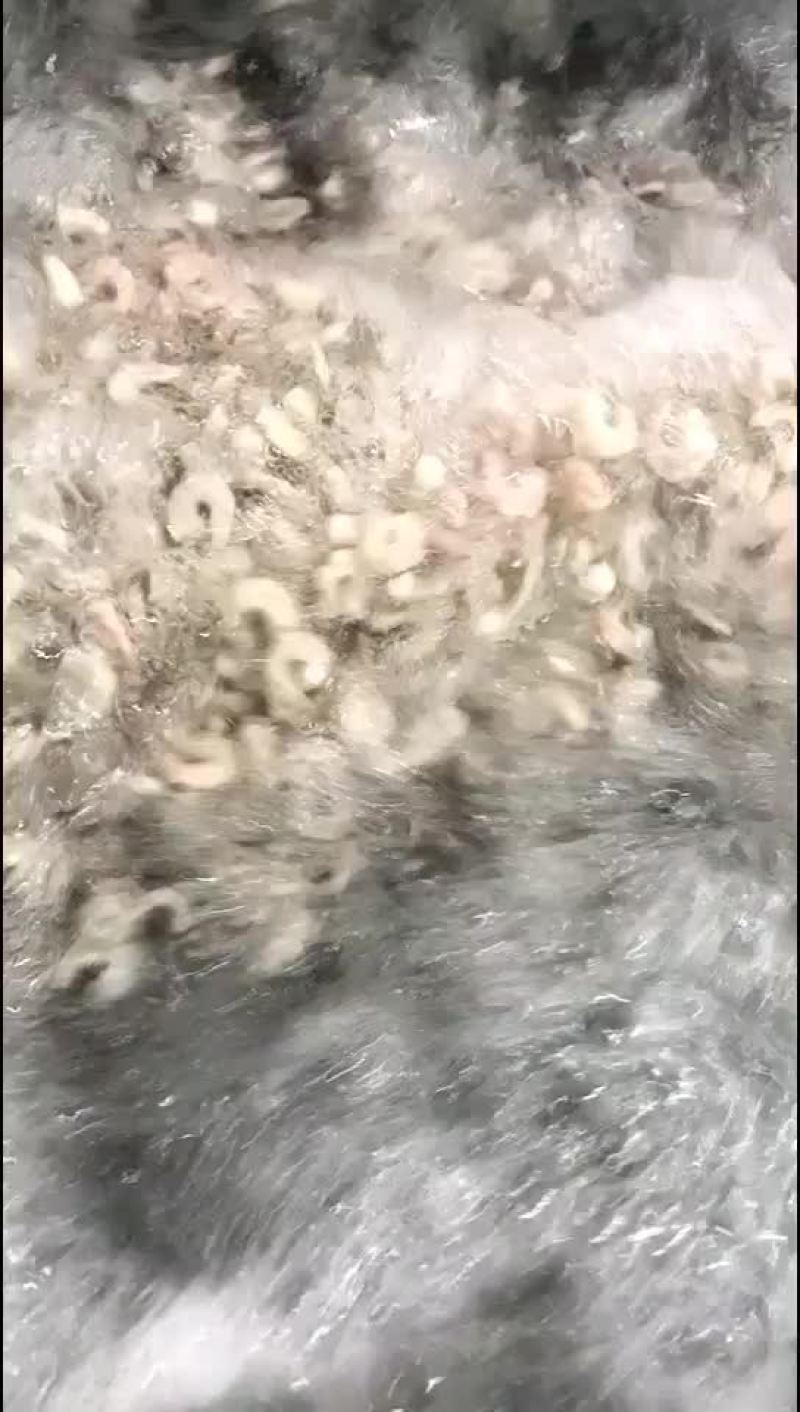 单冻青虾仁，现剥虾仁速冻，鲜冻水产品，常年供货