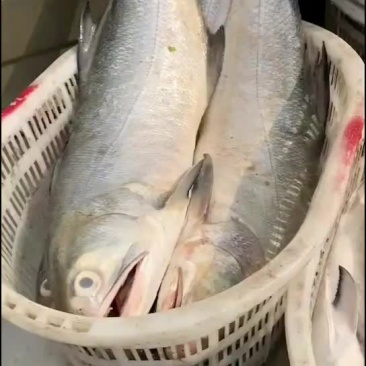 博贺本港天然新鲜马友鱼