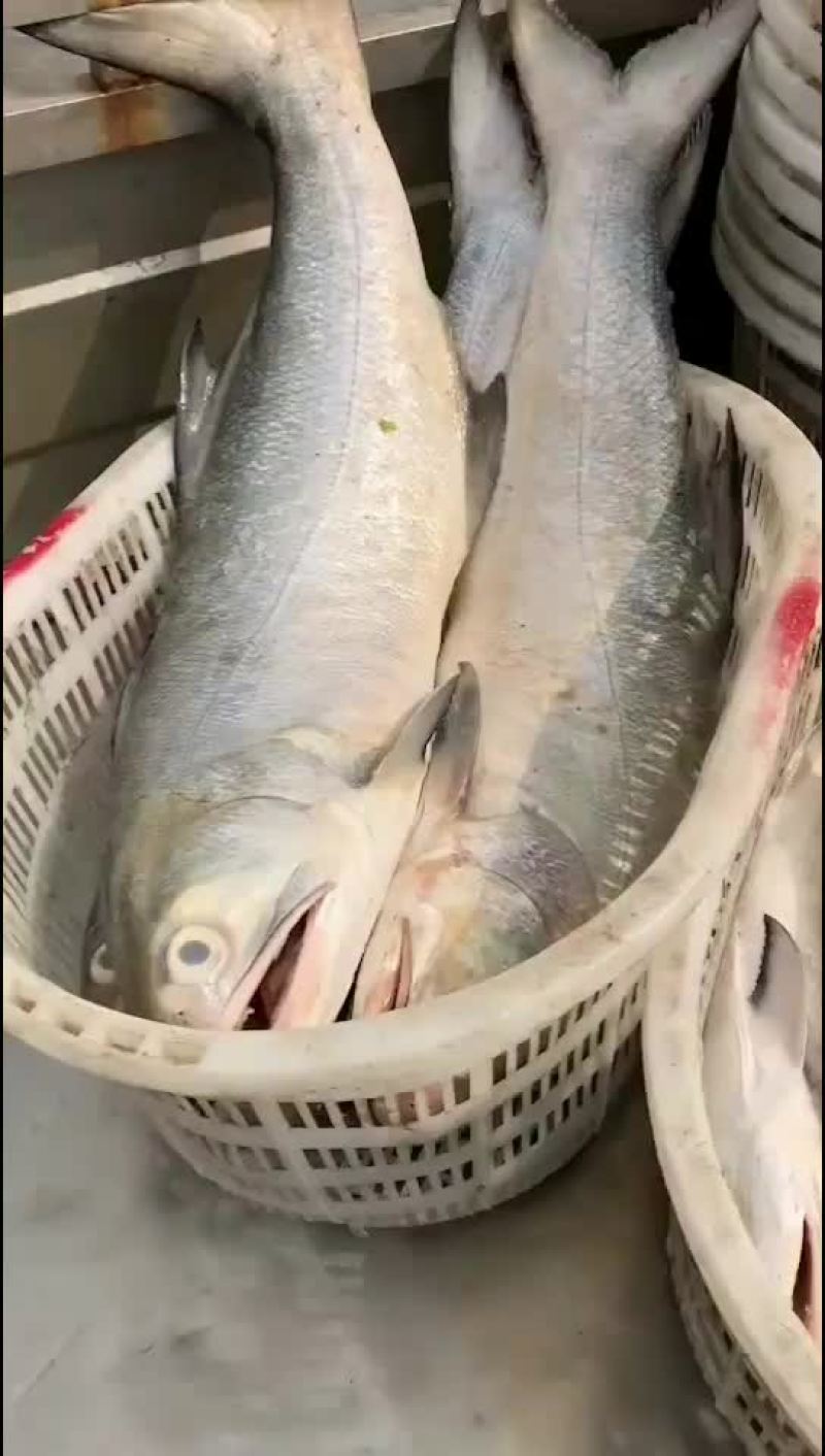 博贺本港天然新鲜马友鱼