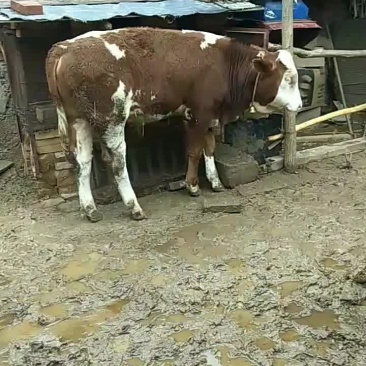 想养牛的老板抓紧联系