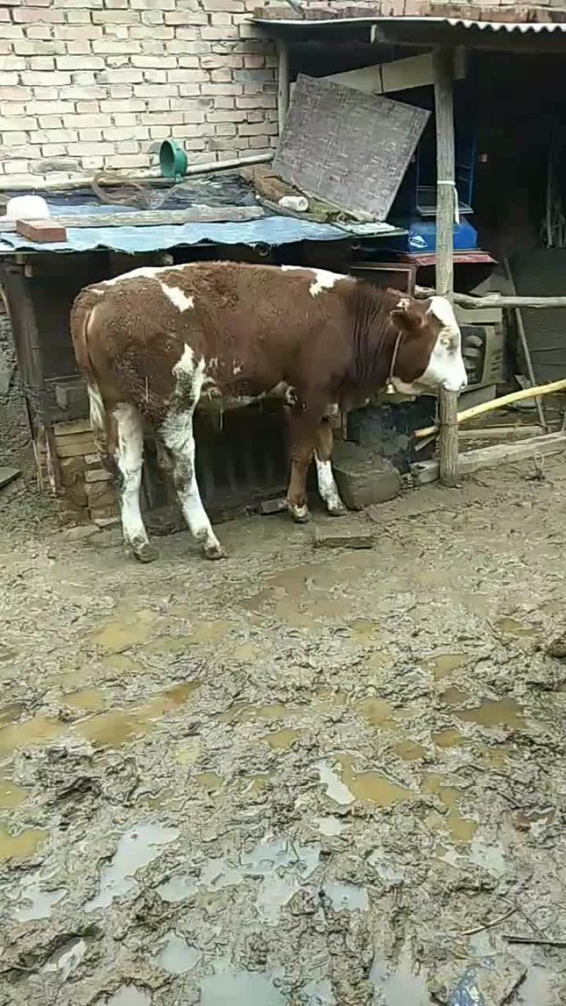 想养牛的老板抓紧联系