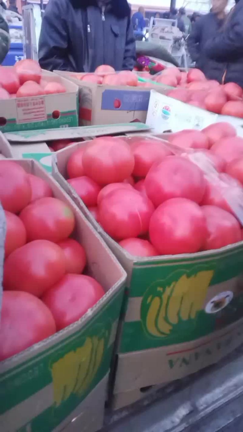 昌黎精品西红柿大量上市