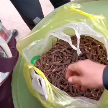 2021年鲜草到货精品冬虫夏草