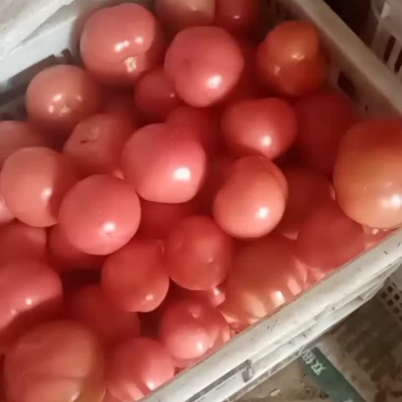 普罗旺斯西红柿口感细腻甘甜，富硒多钙