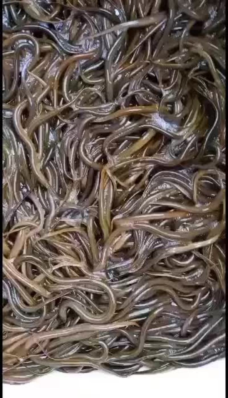 黄鳝苗，正大九号黄鳝苗，基地直供，量大可以免费送货