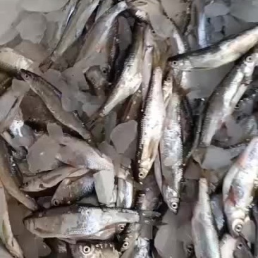 小白条大量上市。诚信寻找合作伙伴