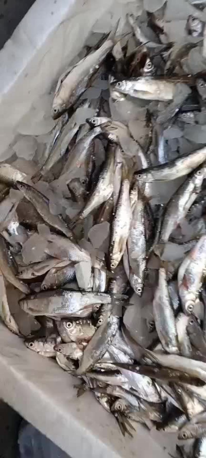 小白条大量上市。诚信寻找合作伙伴