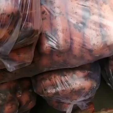 精品胡萝卜，价格美丽，质量非常好！