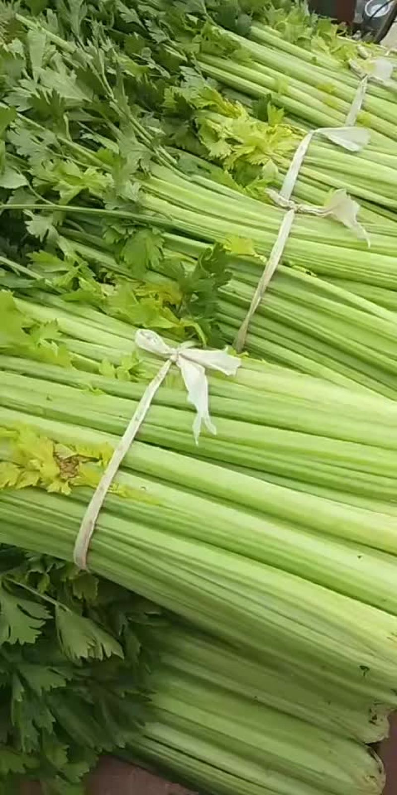 芹。菜