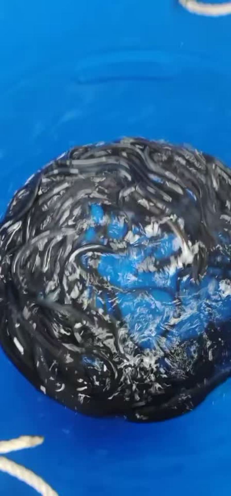 花锦鳝鱼苗大量批发销售