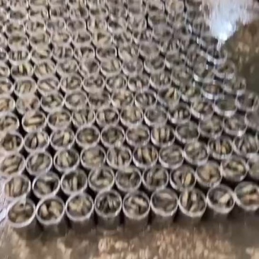 非常漂亮的海蛏，欢迎各位老板，电商来合作