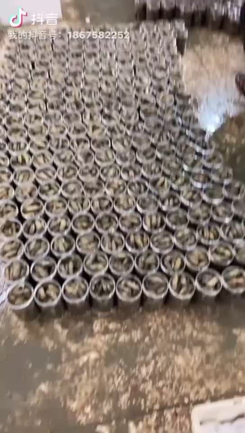 非常漂亮的海蛏，欢迎各位老板，电商来合作