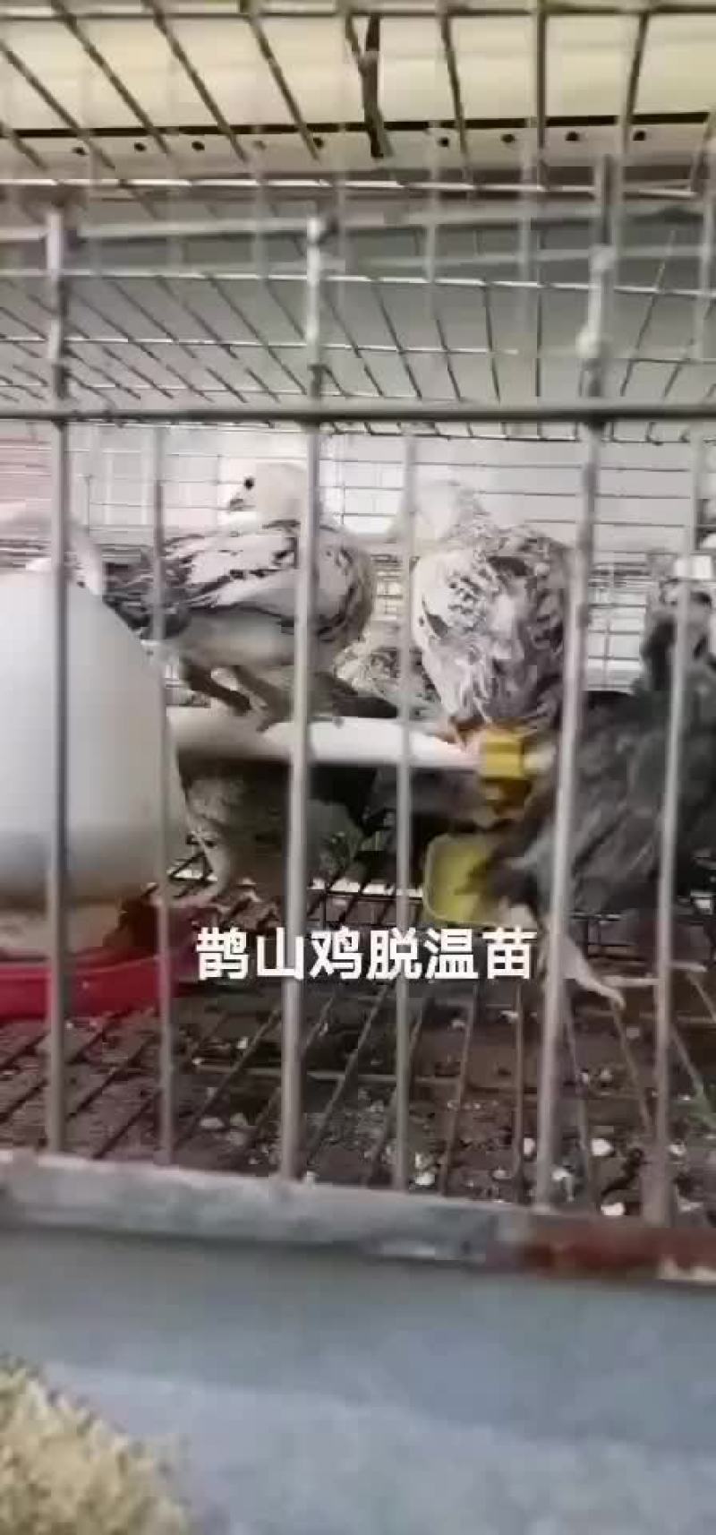 红瑶脱温鸡苗黑羽高产麻羽土鸡蛋鸡疫苗做好包运输路活
