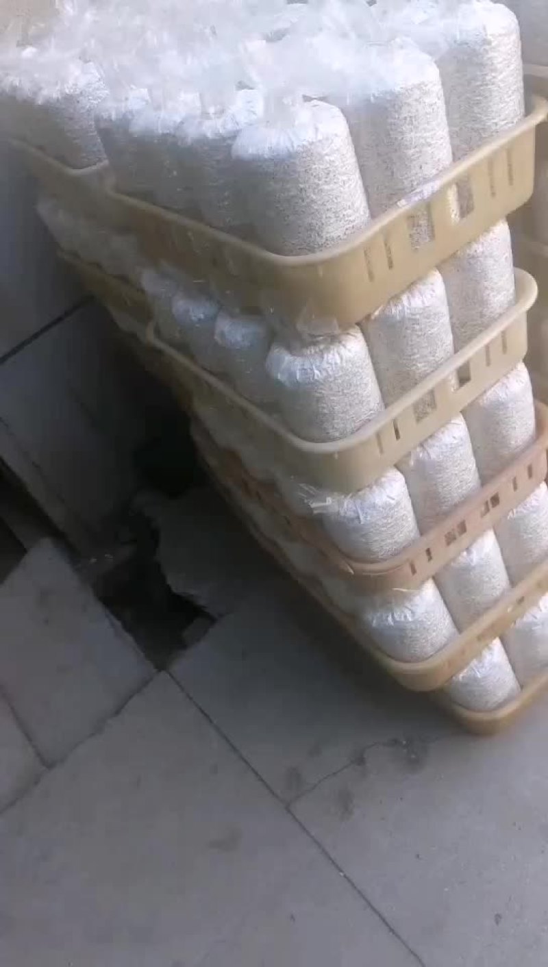 黑皮鸡枞菌包研发生产种植产品回收加工