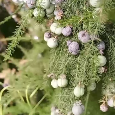 菏泽单县文竹种子培育基地