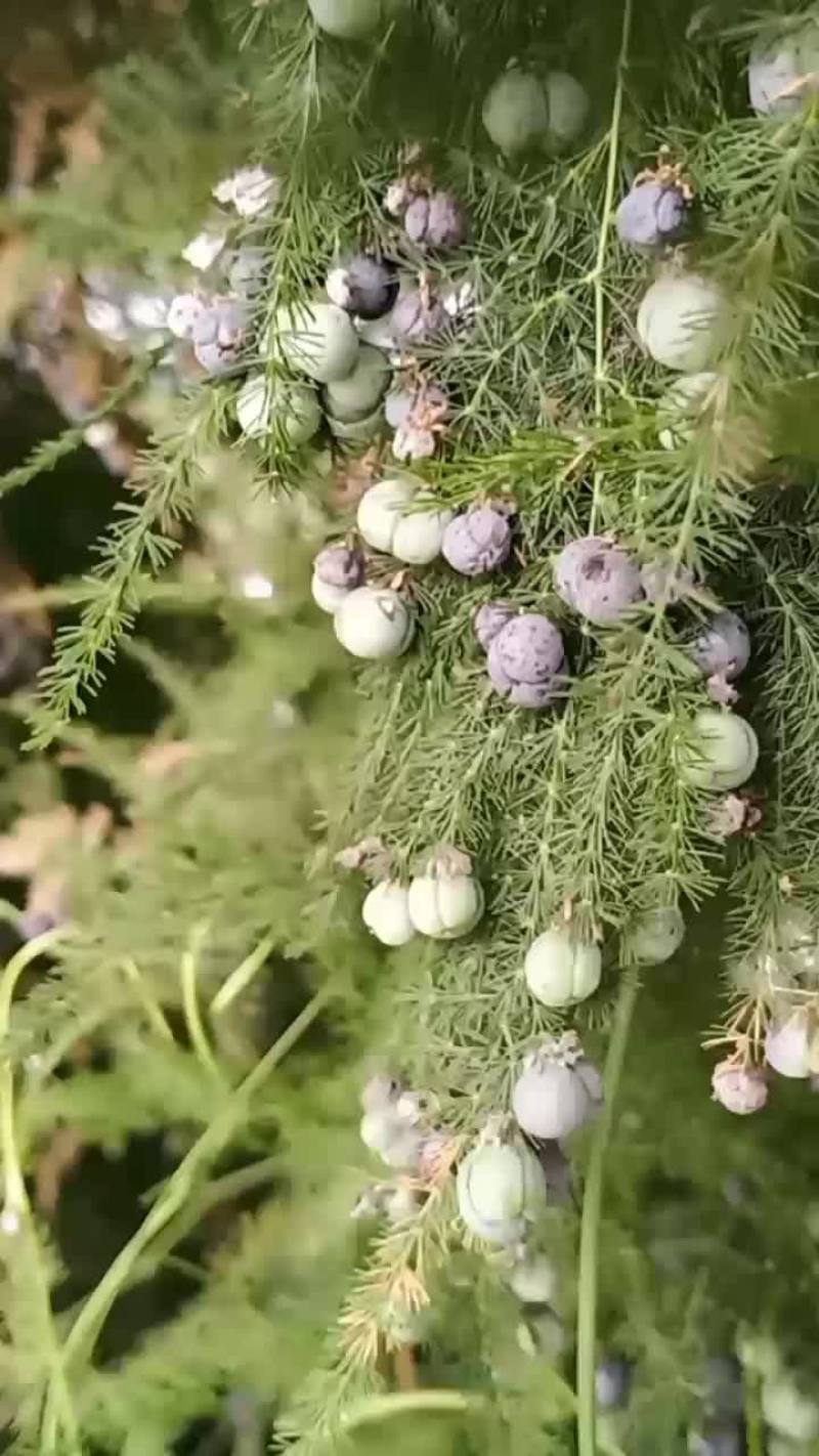 菏泽单县文竹种子培育基地