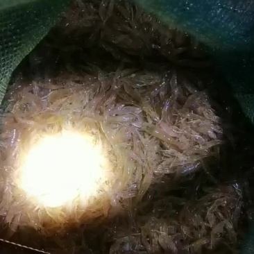 河虾河虾，，，，，，，