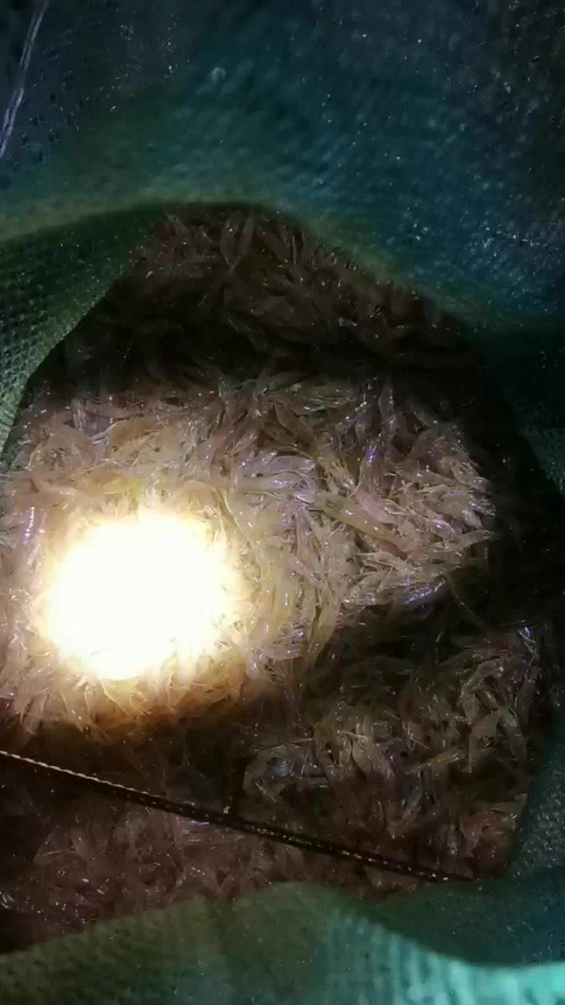 河虾河虾，，，，，，，