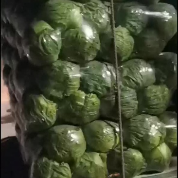 精品甘蓝邯郸市永年区西河庄乡贾寨村