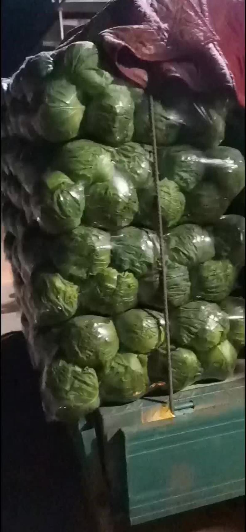 精品甘蓝邯郸市永年区西河庄乡贾寨村
