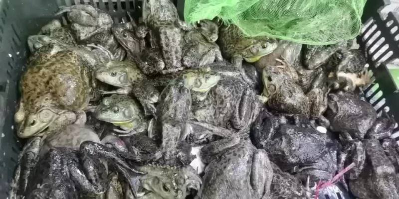 大量批发牛蛙，源头直供，一手货源，货源稳定，欢迎实地考察