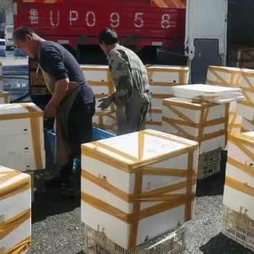 大量批发牛蛙，源头直供，一手货源，货源稳定，欢迎实地考察