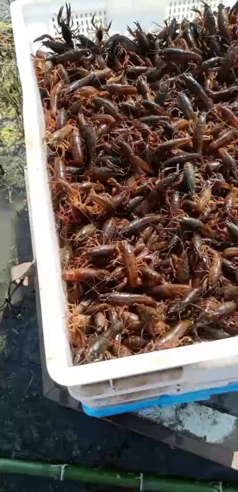 【牛商优选】苏北淡水小龙虾苗，大量出货，售全国各地。