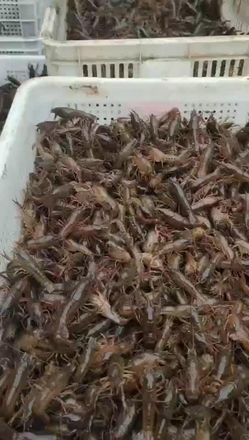【牛商优选】苏北淡水小龙虾苗，大量出货，售全国各地。